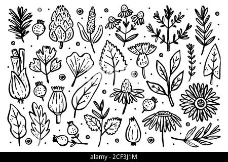 Set di erbe grande. Piante forestali. Fiore, ramo, foglia, luppolo, cono. Elementi naturali. Illustrazione vettoriale isolata su sfondo bianco. Illustrazione Vettoriale