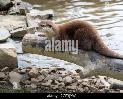 Aonyx Cinerea, un'agnello asiatica a corto-clawed, sul ceppo dall'acqua. Foto Stock