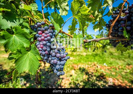 Vino rosso porpora uva macro chiocciole su vite appesa vite a Montepulciano, Toscana, Italia vigneto cantina con cielo blu in background durante il sole Foto Stock