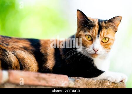 Calico gatto viso closeup esterno con occhi verdi arancio guardando a macchina fotografica in giardino che giace giù su muro di mattoni con pelliccia nera e bianca e bokeh sfocato Foto Stock