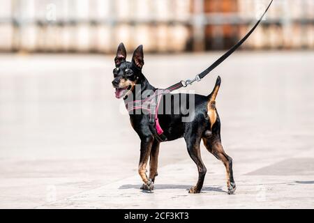 Un cane divertente con guinzaglio coda che guarda felice con la bocca Aperto su strada di pietra cute in Assisi Italia da famoso chiesa Foto Stock