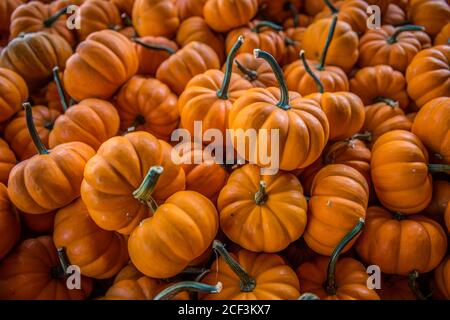 Un mucchio enorme di mini zucche arancioni per la vendita a. una fattoria per la stagione autunnale primo piano Foto Stock