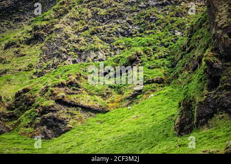 Animali islandesi di pecora in alto pascolo su prato verde pascolo Collina campo su scogliera rocciosa di montagna in Islanda estate in Vik Foto Stock