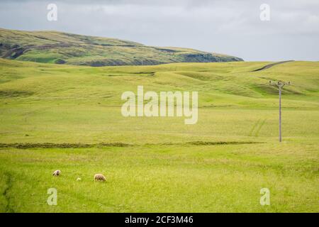 Ovini islandesi che pascolano a distanza su prati verdi Montagna di collina di campo in Islanda estate e linee elettriche Foto Stock