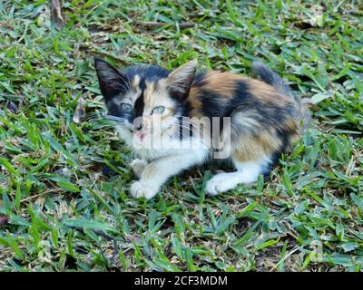 Divertente gattino mauriziano meowing su uno sfondo di erba verde fresca. Carino multicolore soffice gatto dall'isola di Mauritius. Adorabile gattino sul prato Foto Stock