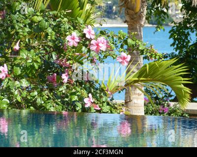 Foglie verdi di palma e fiori tropicali rosa sull'acqua blu della piscina contro la costa indiana dell'oceano. Isola Mauritius paesaggio panoramico. Vacanze estive. Foto Stock