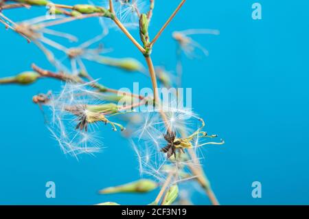 primo piano di un ramoscello di una ruvida falksbeard con paracadute come semi Foto Stock