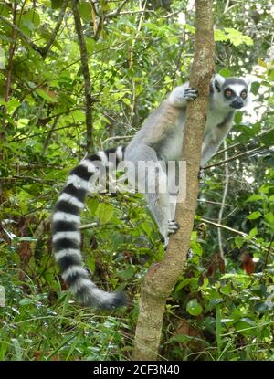 Catta di lemur. Lemur con coda lunga, a righe, nera e bianca, si erge su un albero e guarda lontano. Il lemur con coda ad anello dall'isola del Madagascar. Foto Stock