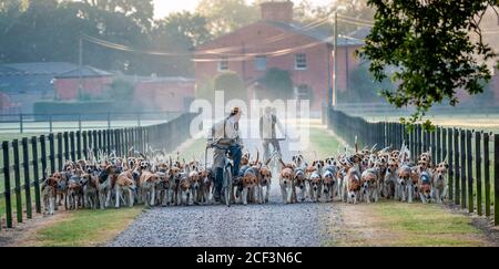 John Holliday, Huntsman con la caccia Belvoir, lasciando le canile per l'esercizio di primo mattino Foto Stock