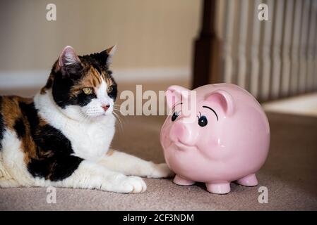 Closeup di divertente cute femmina calico gatto sdraiato sul pavimento tappeto in casa camera interna casa, guardando da porcellino rosa salvadanaio giocattolo banca Foto Stock