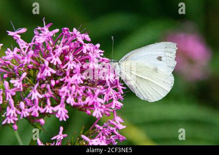 Una piccola farfalla bianca (Pieris rapae) Sui fiori di un valeriano rosso (Centranthus ruber) Foto Stock
