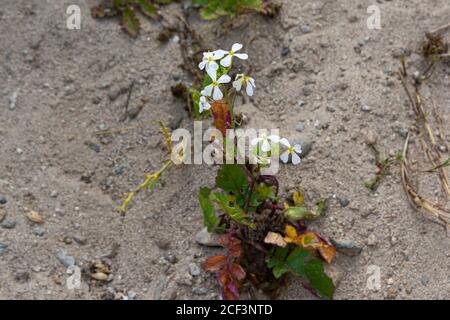 Ravanello selvatico (Raphanus raphanistrum) Foto Stock