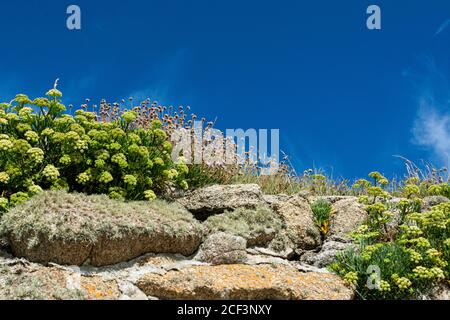 Samphire di roccia (Crithmum maritimum) e prospero di mare (Armeria maritima) crescere su un muro contro un cielo blu Foto Stock