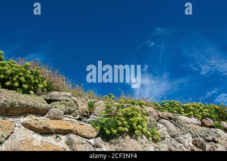 Samphire di roccia (Crithmum maritimum) e prospero di mare (Armeria maritima) crescere su un muro contro un cielo blu Foto Stock