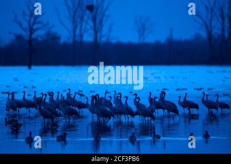 Gregge di gru comuni / gru eurasiatica (Grus grus) gruppo che riposa di notte in paludi in autunno / autunno, Laguna di Pomerania occidentale zona NP, Germania Foto Stock