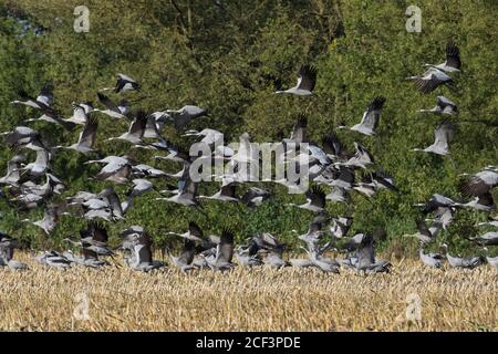 Gregge di gru comuni / gru eurasiatica (Grus grus) gruppo decollo da campo stoppie in autunno / autunno Foto Stock