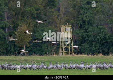 Gregge di gru comuni / gru eurasiatica (Grus grus) gruppo di alimentazione su terreni agricoli / campo in autunno / caduta di fronte a pelle rialzata / cervo stand, Germania Foto Stock