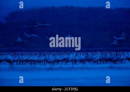 Gregge di gru comuni / gru eurasiatica (Grus grus) gruppo che riposa di notte in paludi in autunno / autunno, Laguna di Pomerania occidentale zona NP, Germania Foto Stock