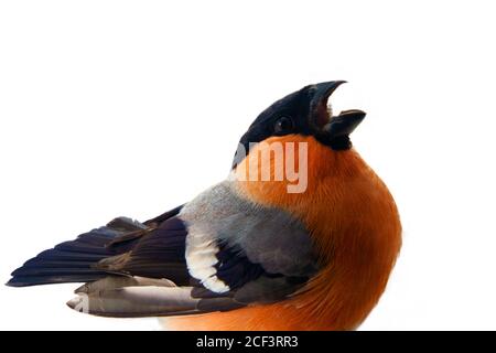 Il magnifico Bullfinch rosso (Snowbird, Pyrrhula pirrhula, maschio) in primavera di allevamento piumaggio è un uccello preferito di persone nel Nord d'Europa. Metà Foto Stock