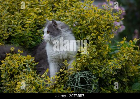 Il gatto cammina attraverso un cerotto di fiori. Gatto sdraiato in fiori. Gatto di bellezza in natura e luce solare brillante. Foto Stock