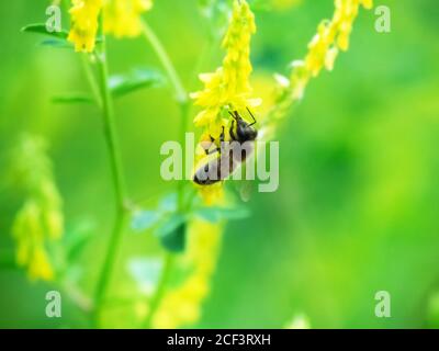 Hony ape vola intorno ai fiori di Vicia (Vicia sp.) e raccoglie nettare. Caucaso. Foto Stock