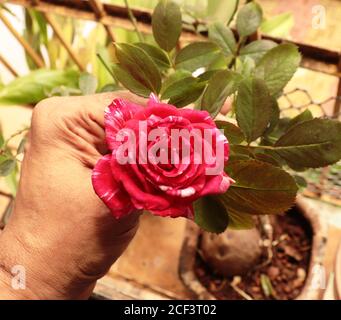 Bella rosa profumata che cresce in balcone giardino Foto Stock