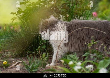 Il gatto cammina attraverso un cerotto di fiori. Gatto sdraiato in fiori. Gatto di bellezza in natura e luce solare brillante. Foto Stock