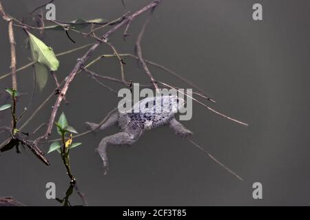 Rana di cricket indiana morta (Rana limnocaris) nello stagno circondato da rifiuti. Morte di organismi acquatici a causa dell'inquinamento idrico nel sud-est asiatico Foto Stock