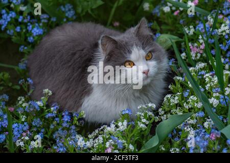 Gatto abbastanza felice godendo la natura. Giovane gatto rilassante al tramonto estivo. Foto Stock