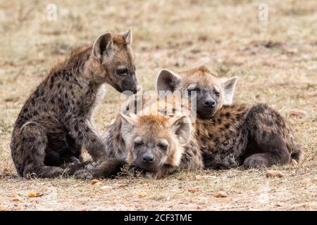 Cuccioli di iena avvistati (Crocuta croccuta) che riposano in Kenya, Africa Foto Stock