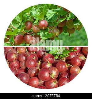 Frutti di bosco maturi in un collage Foto Stock