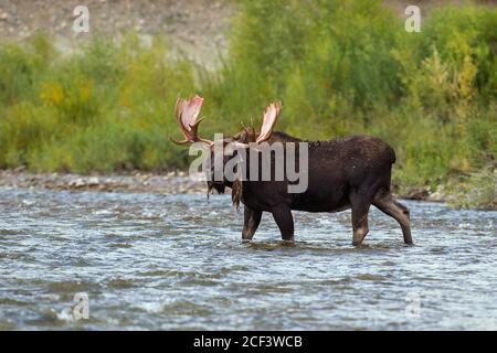 alci bue che attraversano il fiume Foto Stock