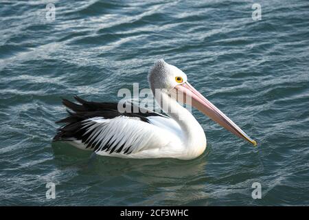 Il Pellicano australiano (Pelecanus cospicillatus) galleggia sull'acqua. Australia occidentale. Foto Stock