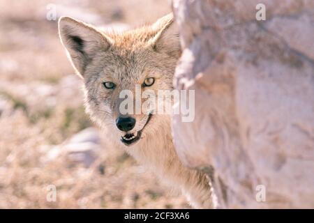 Spionaggio di Coyote Foto Stock