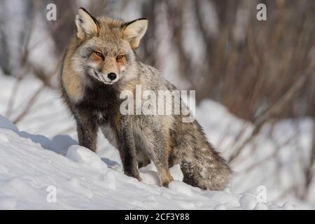 Croce volpe in neve Foto Stock