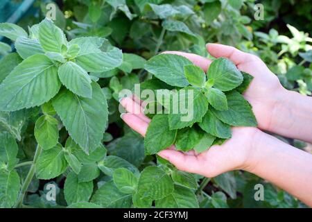 Donna giardiniere mani tenere menta piante in giardino. Raccolto fresco. Foto Stock