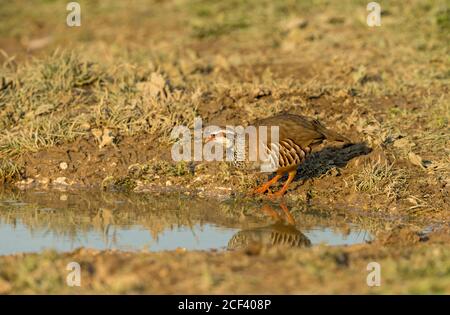 Red-Leged o French Partridge. Nome scientifico, Alectoris Rufa. Bere in una piscina d'acqua fangosa. Sfondo sfocato. Orizzontale. Spazio per la copia. Foto Stock