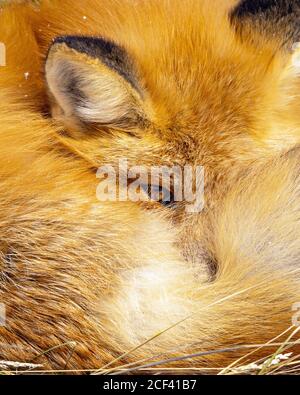 Red Fox si arricciò Foto Stock