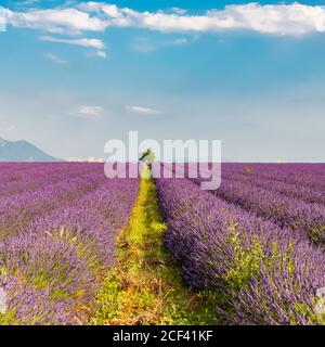 Campo di lavanda in Provenza, bellissimo paesaggio in primavera Foto Stock