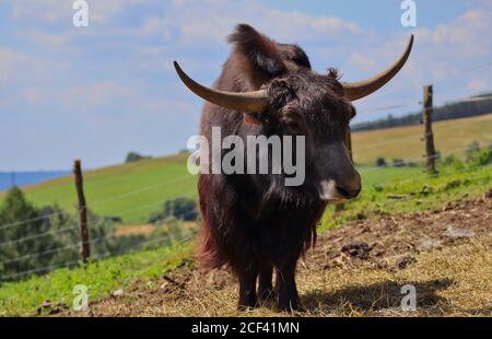 Lo Yak domestico (Bos grunniens) è un bovid addomesticato dai capelli lunghi. Big Heavy Bull Animal durante il Sunny Day nel Czech Farm Park. Foto Stock