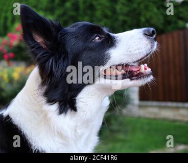 Happy Border Collie sorride nel giardino. Ritratto laterale di cane bianco e nero. Foto Stock