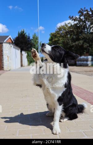 L'adorabile Border Collie si siede sul marciapiede e dà una Paw. Carino cane bianco e nero con la sua ombra di sole su strada. Foto Stock