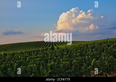 Vigneto Moravo durante l'ora d'oro con nuvola colorata nell'area protetta del paesaggio di Palava. Green Vineyard ceco nella Moravia meridionale. Foto Stock