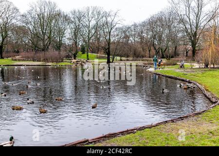 Varsavia, Polonia - 25 dicembre 2019: Krasinski palazzo parco giardino in inverno di Warszawa nuvoloso giorno e anatre uccelli acquifauno nuoto in stagno lago con Foto Stock