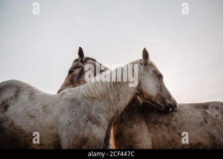 Cavalli divertenti sul prato Foto Stock