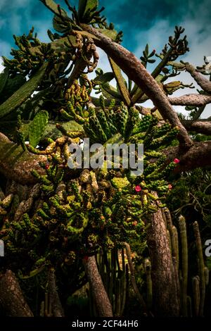 Diverse specie di cactus nel giardino dei cactus dei giardini botanici di Gran Canaria (Jardín Botánico Canario Viera y Clarijo), Isole Canarie Foto Stock