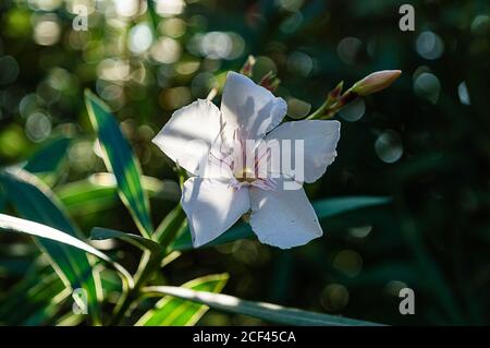 Un primo piano di Nerium Oleander rosa bianco Foto Stock