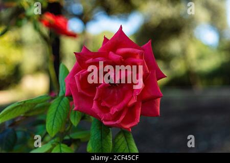 Vera rosa rossa - Rosa chinensis primo piano Foto Stock