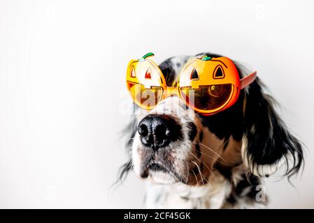 Cane avvistato in occhiali Halloween Foto Stock