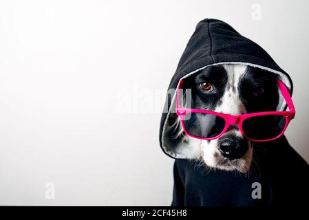 Carino cane in felpa con cappuccio e occhiali da sole Foto Stock